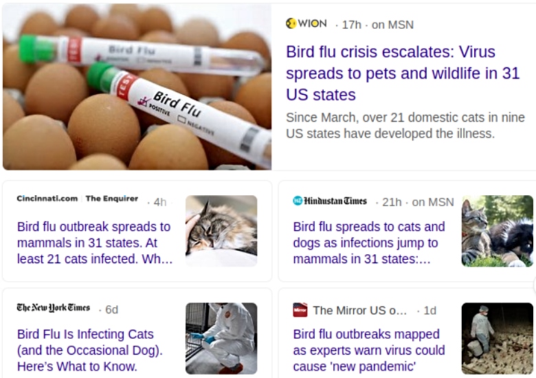 news coverage about bird flu