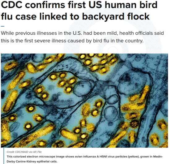 news graphic about bird flu