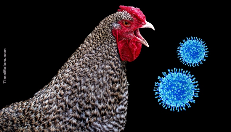 chicken with imaginary bird flu virus