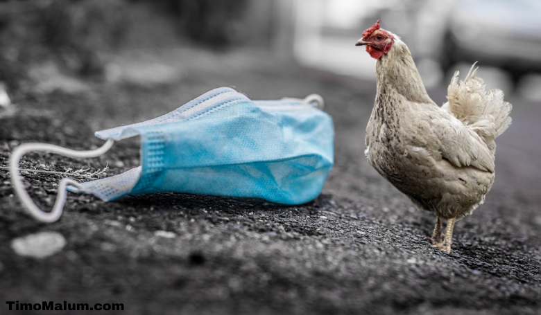 bird flu chicken with mask